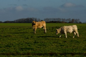 vaches